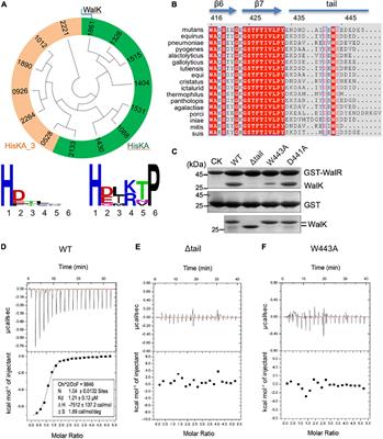 The W-Acidic Motif of Histidine Kinase WalK Is Required for Signaling and Transcriptional Regulation in Streptococcus mutans